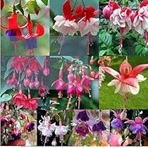 Fuchsia Flower Seeds – Mixed Colors, Heirloom Non‑GMO Seeds for Planting, Fragrant Organic Garden Seeds, High Germination