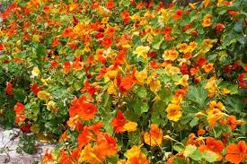 Nasturtium Flower Seeds – Heirloom, Non-GMO, High Germination Organic Garden Seeds