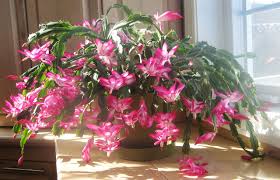 Schlumbergera Flower Seeds for Planting | Seasonal Bloomer | Heirloom Non-GMO High Germination Seeds