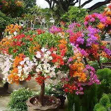 Mixed Color Bougainvillea Flower Seeds for Planting – Hardy Variety, Heirloom, Non-GMO, High Germination