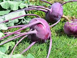 Kohlrabi Purple Vienna Seeds for Planting – Heirloom, Non-GMO, Fast-Growing Cool-Season Vegetable