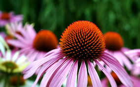 Sonnenhut Flower Seeds for Planting – Heirloom, Non-GMO, Cottage Garden Organic Garden Seeds
