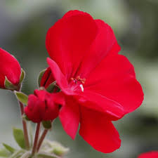 Deep Red Geranium Flower Seeds for Planting – Heirloom, Non-GMO, High Germination Organic Garden Seeds
