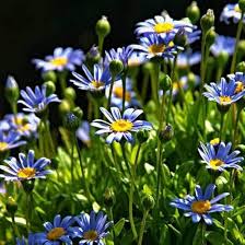 Blue Felicia Amelloides Flower Seeds for Planting | Heirloom Non-GMO Seeds, High Germination