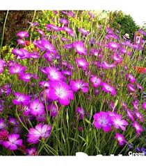 Agrostemma Ocean Pearl Flower Seeds for Planting – Garden Favorite, Heirloom, Non-GMO, High Germination