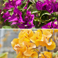 Bougainvillea Yellow Purple Flower Seeds for Planting – Heirloom, Non-GMO, Compact Growth Organic Seeds