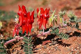 Heirloom Swainsonia Flower Seeds for Planting – Non-GMO, Seasonal Bloomer Organic Garden Seeds