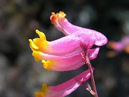 Corydalis Sempervirens Flower Seeds for Planting – Heirloom, Non-GMO, High Germination Organic Garden Seeds