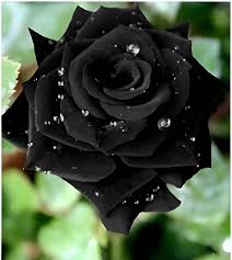Black Pearl Rose Flower Seeds for Planting – Heirloom Non-GMO High Germination Organic Garden Seeds
