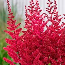 Astilbe Arendsii Flower Seeds for Planting – Heirloom, Non-GMO, Pollinator Friendly, High Germination