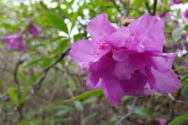Light Purple Rhododendron Azalea Seeds for Planting – Heirloom Non-GMO Garden Seeds