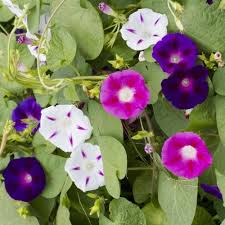 Ipomea Flower Seeds for Planting – Heirloom, Non-GMO, Wildflower Mix Organic Garden Seeds