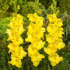 Yellow Perennial Gladiolus Flower Seeds for Planting Heirloom Non-GMO High Germination Organic Garden Seeds