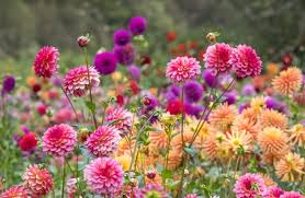 Dahlia Flower Seeds for Planting – Vibrant Colors, Non-GMO, High Germination Heirloom Garden Seeds