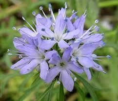 Gilia Capitata Flower Seeds for Planting – Heirloom, Non-GMO Wildflower Mix, High Germination Seeds