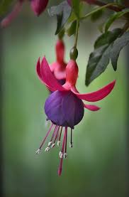 Purple Fuchsia Flower Seeds for Planting – Heirloom, Non-GMO, Easy to Grow, High Germination