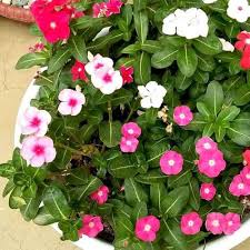 Vinca Victory Flower Seeds for Planting – Heirloom, Non-GMO, High Germination Organic Garden Seeds