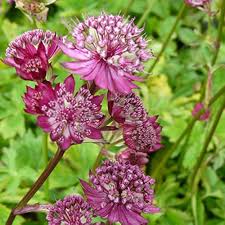 Astrantia Major Flower Seeds for Planting – Heirloom, Non-GMO, Compact Growth Organic Garden Seeds