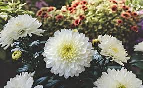 White Chrysanthemum Flower Seeds for Planting – Wildflower Mix, Heirloom & Non-GMO, High Germination