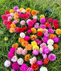 Carpet Moss Rose Flower Seeds for Planting – Colorful Display, Heirloom, Non-GMO, High Germination