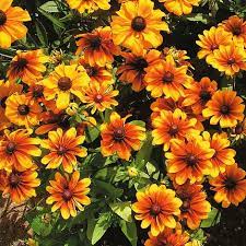 Yellow Rudbeckia Goldstrum Flower Seeds for Planting