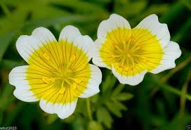 Heirloom Limnanthes Douglasii Flower Seeds – Non-GMO, High Germination Organic Garden Seeds