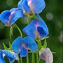 Blue Lathyrys Satuvys Flower Seeds for Planting – Heirloom, Non-GMO, Perfect for Borders Organic Garden Seeds