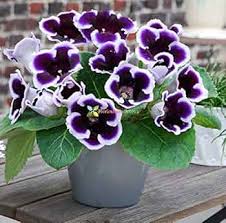 White Black Gloxinia Flower Seeds for Planting – Heirloom, Non-GMO, High Germination Organic Garden Seeds
