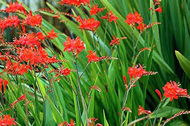 Crocosmia Lucifer Flower Seeds – Heirloom, Non-GMO, Border-Perfect Organic Garden Seeds for Planting