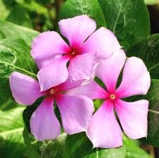 Mixed Madagascar Flower Seeds for Planting | Heirloom Non-GMO Organic Garden Seeds, High Germination