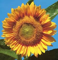 Sunrich Gold Sunflower Seeds for Planting – Heirloom, Non-GMO, Garden Favorite