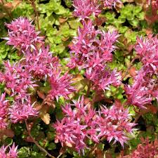 Flower Seeds, Seeds,Seeds For Planting,Plant Seeds