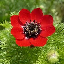 Adonis Flower Seeds for Planting | Heirloom Non-GMO High Germination Organic Garden Seeds