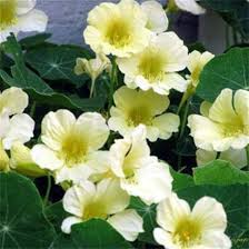 White Nasturtium Flower Seeds for Planting – Heirloom, Non-GMO, Vibrant Colors Organic Garden Seeds