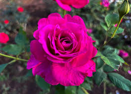 Pink Rose Flower Seeds for Planting – Heirloom, Non-GMO, Long Bloom Season, High Germination