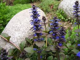 Ajuga Reptans Flower Seeds for Planting – Heirloom, Non-GMO, High Germination Organic Garden Seeds