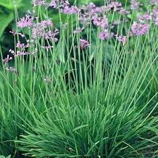 Heirloom Tulbaghia Flower Seeds – Non-GMO, High Germination Organic Garden Seeds