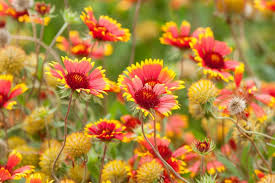 Gaillardia Pulchella Flower Seeds for Planting – Drought Tolerant, Heirloom, Non-GMO & High Germination Seeds