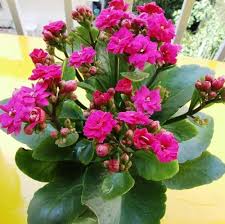 Mixed Kalanchoe Flower Seeds for Planting - Heirloom, Non-GMO, High Germination Organic Garden Seeds