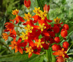Asclepias Flower Seeds for Planting – Fragrant Blossoms, Heirloom & Non-GMO Seeds