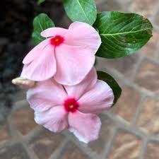 Pink Vinca Flower Seeds for Planting – Heirloom, Non-GMO, Fragrant Blossoms, High Germination Organic Garden Seeds