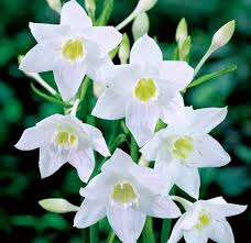Lilium Longiflorum Flower Seeds – Heirloom, Non-GMO, Premium Quality Organic Garden Seeds for Planting