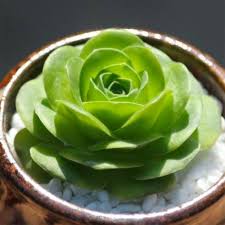 Heirloom Succulent Rose Flower Seeds for Planting - Non-GMO, Cottage Garden Essential Organic Garden Seeds