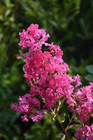 Pink Currant Flower Seeds for Planting – Heirloom, Non-GMO, Vibrant Colors Organic Garden Seeds