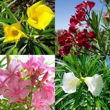 Thevetia Flower Seeds for Planting – Perfect for Borders, Heirloom, Non-GMO, High Germination Garden Seeds