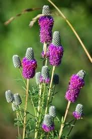 Dalea Purpurea Flower Seeds for Planting – Heirloom, Non-GMO, High Germination Organic Garden Seeds