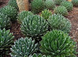 Green Victoria Agave Utahensis Flower Seeds for Planting – Heirloom Non-GMO, High Germination