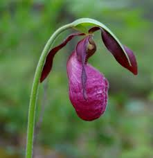 Cypripedium Acaule Flower Seeds for Planting – Heirloom Non-GMO High Germination Organic Garden Seeds