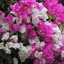 Buganvillas Seeds for Planting – Fragrant Blossoms, Heirloom, Non-GMO Organic Garden Seeds