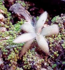 Pinguicula Flower Seeds for Planting – Heirloom, Non-GMO, High Germination Organic Garden Seeds